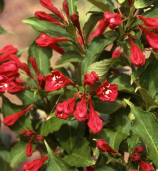 Weigela florida RED PRINCE, detail kvetu