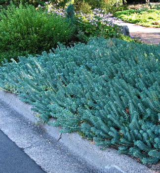 Fetthenne BLUE SPRUCE  Cont. 0,5 l