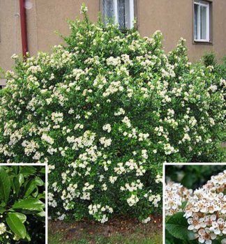 Pyracantha coccinea RED COLUMN obdobie kvitnutia