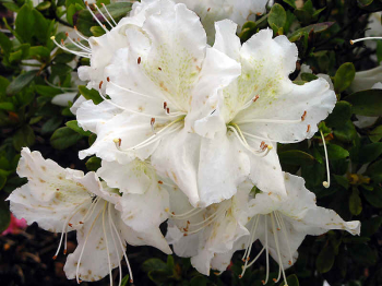 Azalea japonica Schneeglanzdetail kvetu