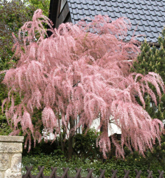 Kleinbltige Tamariske, 90-100 cm, Cont. 2,5 l