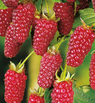 Him-Brombeere TAYBERRY BUCKINGHAM 30-40 cm, Cont. 1 l