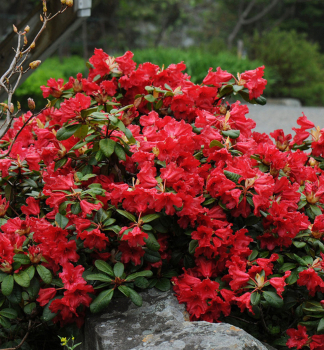 Rhododendron 'SCARLET WONDER' 20-30 cm, Cont. 2,5 l