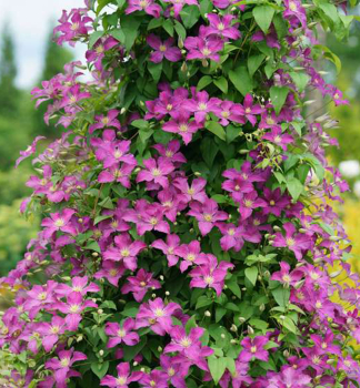 Clematis VIVA POLONIA 40-50 cm, Cont. 1,6 l, Pflanze mit Rankhilfen