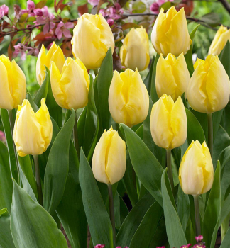 Tulpe 'SUNNY PRINCE', Packungsinhalt 5 St.