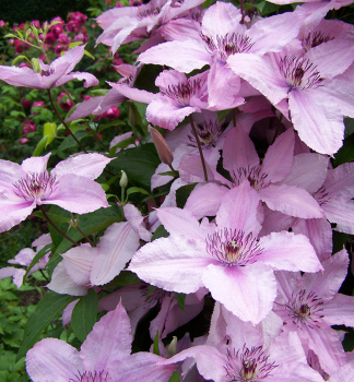 Clematis 'HAGLEY HYBRID' 30-40 cm, Cont. 2 l, Pflanze mit Rankhilfen