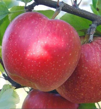 Apfel 'JONAGOLD DECOSTA' Unterlage M26, 140-160 cm, Cont. 5 l