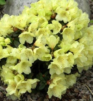 Zwerg-Rhododendron 'WREN' 15-20 cm, Cont. 2,5 l