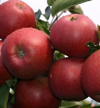 Apfel RED JONAPRINCE Unterlage M9, 160-180 cm, Cont. 5 l