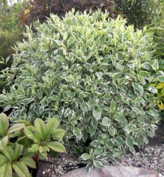 Tatarische Hartriegel SIBIRICA VARIEGATA 50-60 cm, Cont. 2,5 l