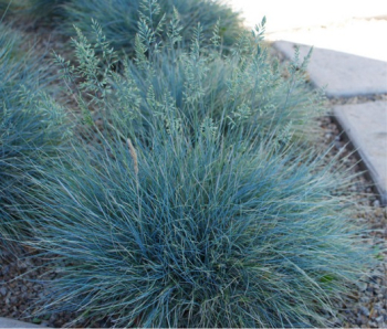 Festuca glauca