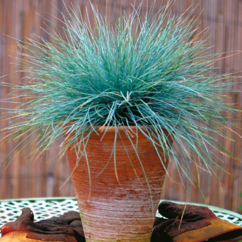 Festuca glauca v ndobe