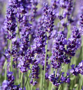 Lavendel HIDCOTE BLUE, Cont. 1 l