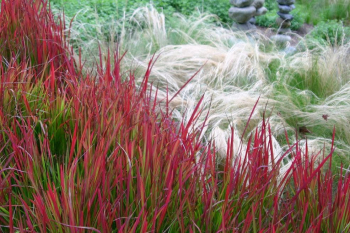 Imperata cylindrica RED BARON v ndobe