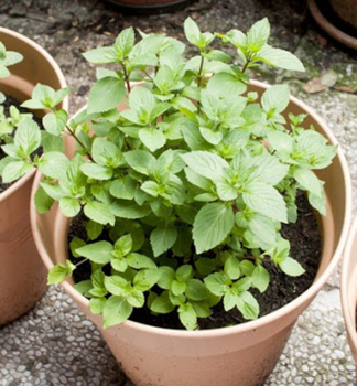 Mentha piperita GRANADA, v ndobe