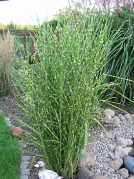 Miscanthus sinensis Zebrinus