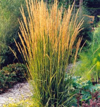 Calamagrostis acutiflora KARL FOERSTER