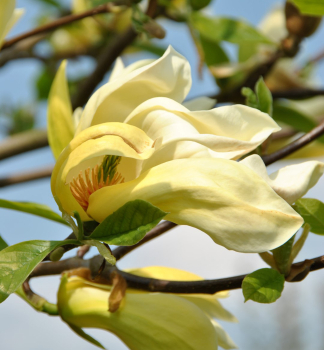 Magnolie 'YELLOW LANTERN' 100-120 cm, Cont. 2 l