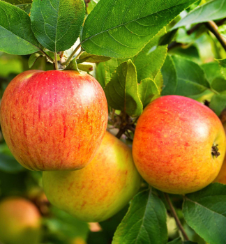 Apfel RENETTE Unterlage M26, wurzelnackt