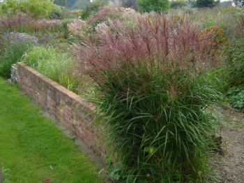 Miscanthus sinensis RED CHIEF