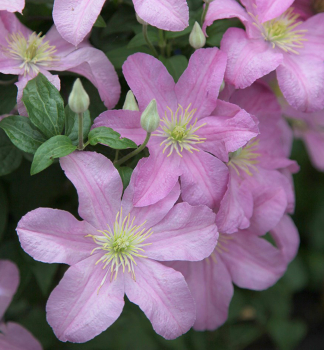 Clematis 'COMTESSE DE BOUCHAUD' 40-50 cm, Cont. 2 l, Pflanze mit Rankhilfen