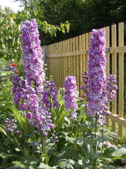 Delphinium Pacific ASTOLAT