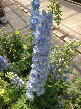 Delphinium Pacific SUMMER SKIES