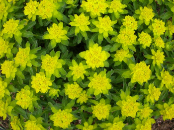 Mlienik mnohofarebn / Euphorbia polychroma