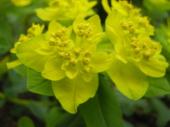 Mlienik mnohofarebn / Euphorbia polychroma detail kvetu