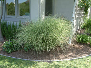 Miscanthus sinensis MORNING LIGHT