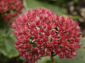 Sedum telethium HERBSTFREUDE detail kvetu