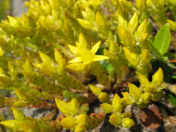 Sedum acre YELLOW QUEEN detail kvetu