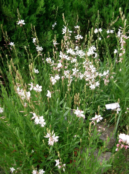 Gaura lindheimeri WHITE DOVE