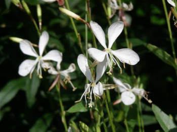 Gaura lindheimeri WHITE DOVE, detail kvetu