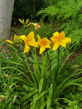 Hemerocallis Chicago Sunrise