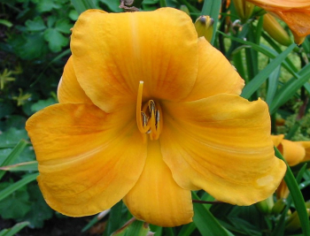 Hemerocallis Chicago Sunrise, detail kvetu