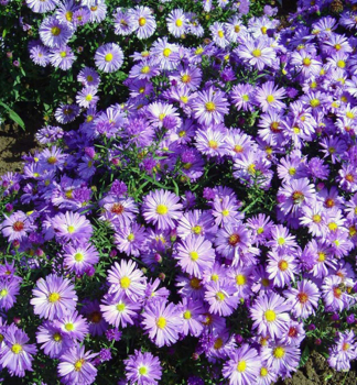 Kissen-Aster LADY IN BLUE Cont. 0,5 l