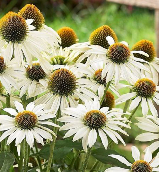 Sonnenhut (Echinacea) ALBA, Cont. 0,5 l