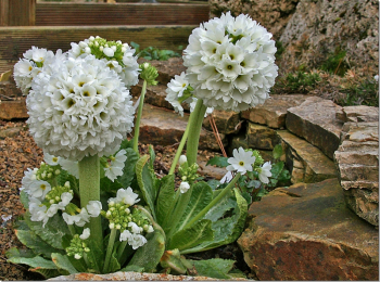 Primula denticulata ALBA v exteriri medzi skalami