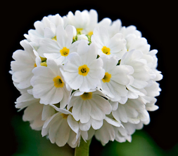 Primula denticulata ALBA detail kvetu