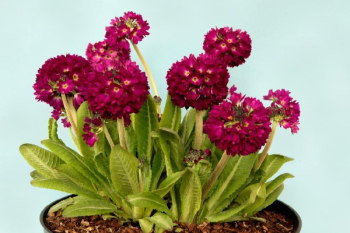 Primula denticulta RUBINa v ndobe