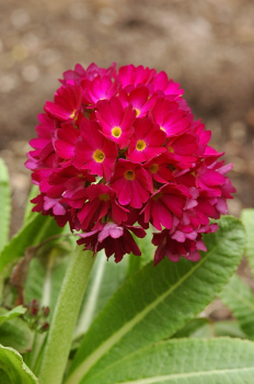 Primula denticulta RUBINa