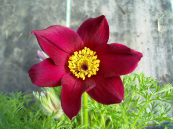 Pulsatilla vulgaris ROTE GLOCKE detail kvetu