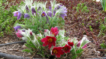 Pulsatilla vulgaris ROTE GLOCKE zmes poniklecov