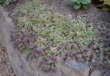 Ajuga reptans BURGUNDY GLOW