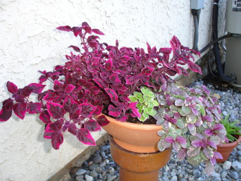 Ajuga reptans BURGUNDY GLOW, v ndobe