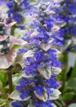 Ajuga reptans BURGUNDY GLOW, detail kvetu