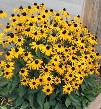 Sonnenhut (Rudbeckia) GOLDSTURM Cont. 0,5 l