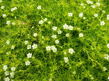 Machovika idlovit / Sagina subulata AUREA