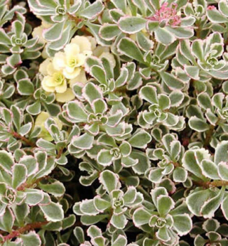 Sedum spurium VARIEGATUM